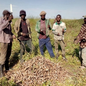 Préparation des boutures de manioc avant leur plantation, coopérative Congo-Futur