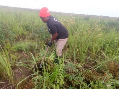 Les membres de la coopérative Congo-Futur cultive le manioc dans le respect de l'environnement; Ainsi, le désherbage se fait manuellement.