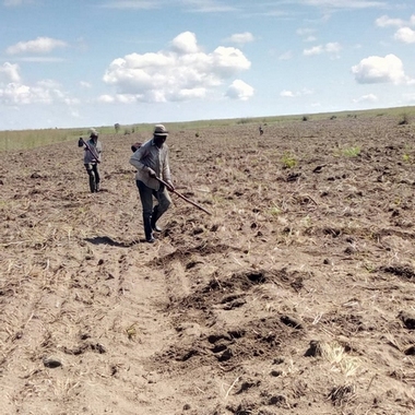 Plantation des boutures de manioc, coopérative Congo-Futur