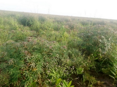 Plants de manioc en pleine croissance, coopérative Congo-Futur