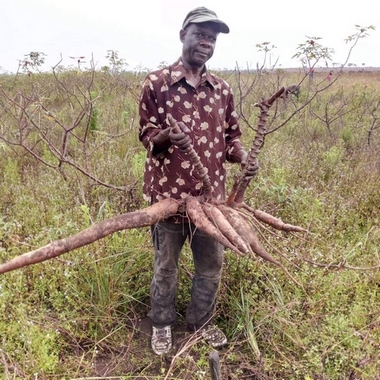 Belle récolte de tubercules de manioc, coopérative Congo-Futur