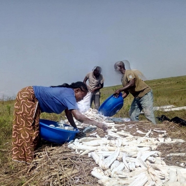 Séchage des tubercules de manioc