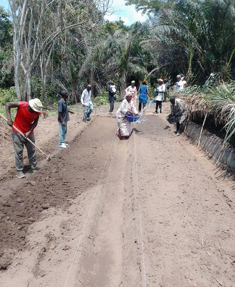 Sur le site de Linzolo, les membres de la coopérative Congo-Futur ont mis en pratique leur formation théorique sur le maraîchage.
