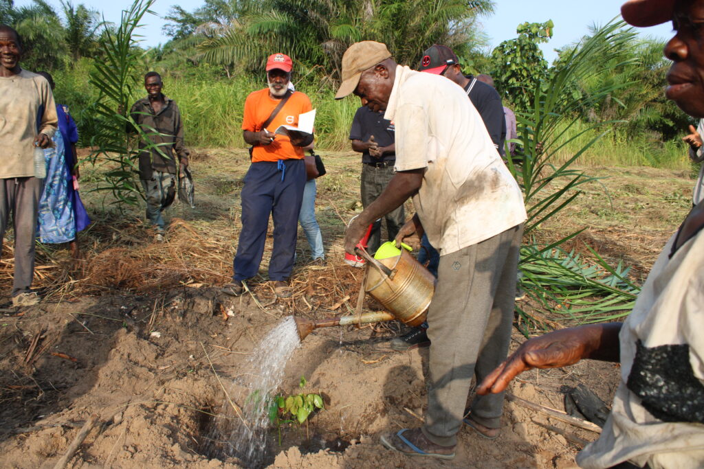 La Coopérative Congo-Futur monte un projet de maraîchage sur le site de Linzolo. Elle y plante des arbres fruitiers.